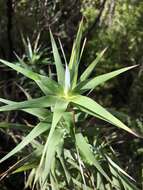 Image of Dracophyllum strictum Hook. fil.