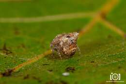 Image of Pale Frilled Orbweaver