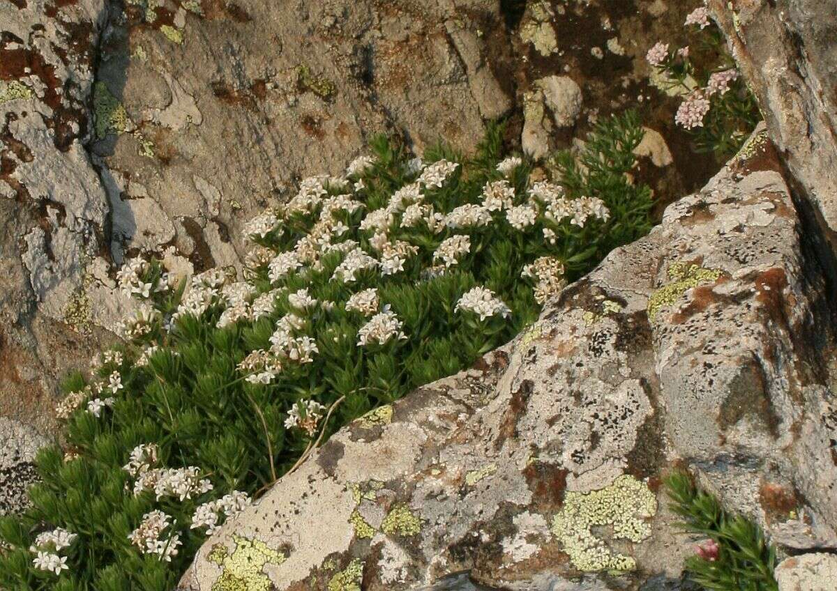 Image of Asperula doerfleri Wettst.