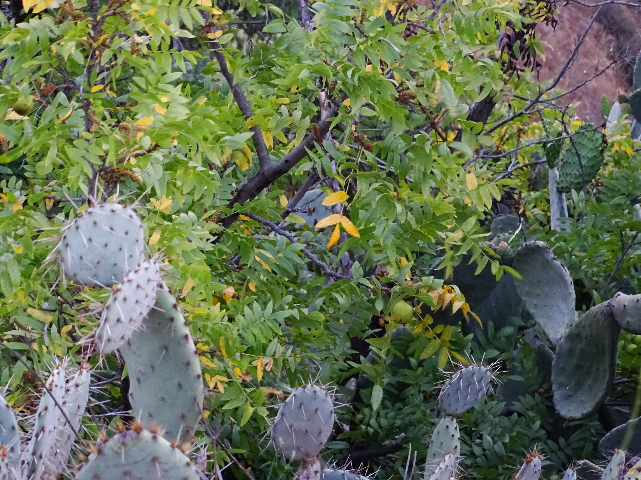 Image de Juglans californica S. Wats.