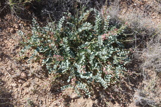 صورة Astragalus cimae M. E. Jones