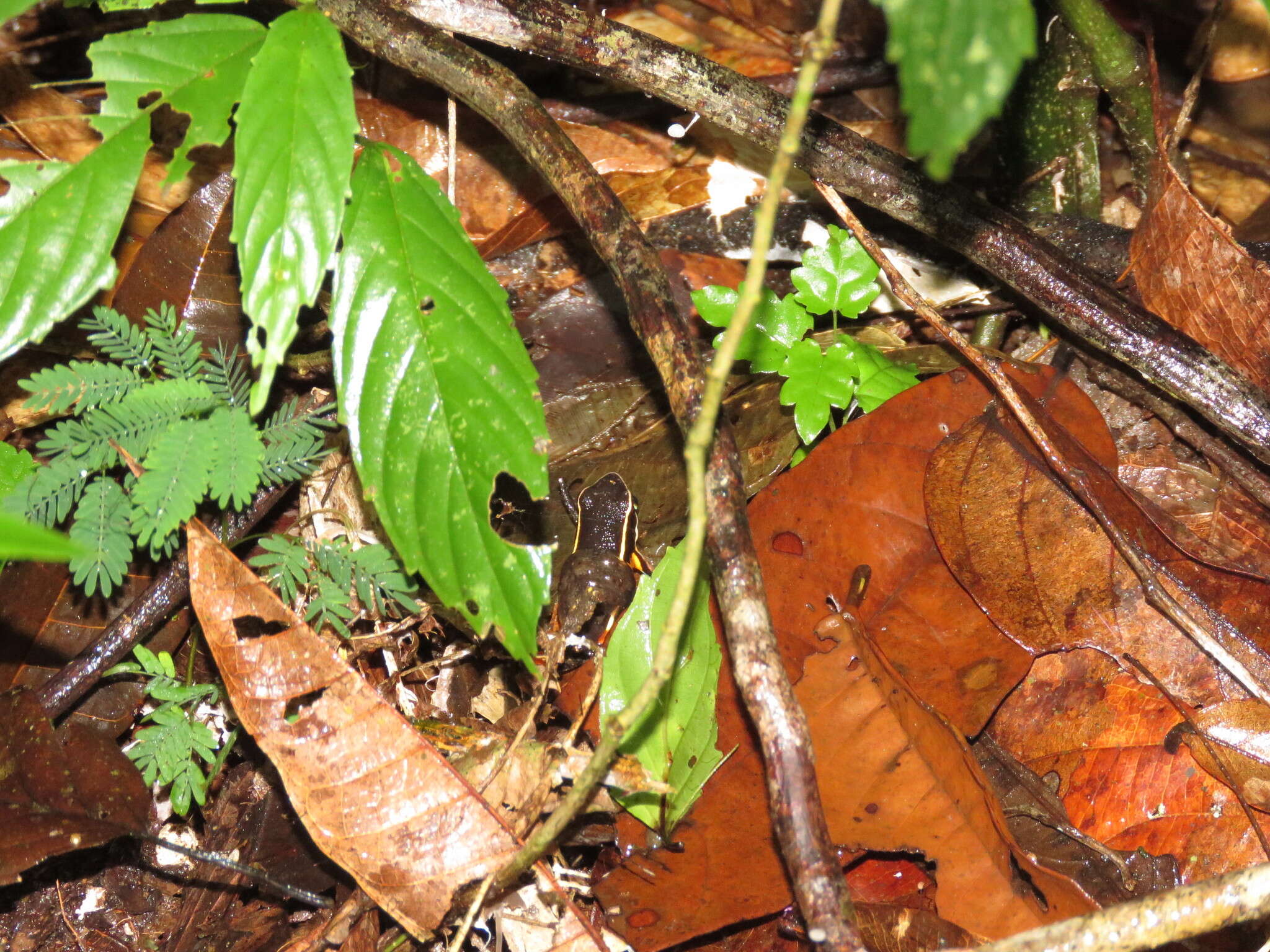 Ameerega picta (Tschudi 1838) resmi