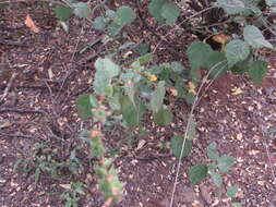 Image of shrubby false mallow