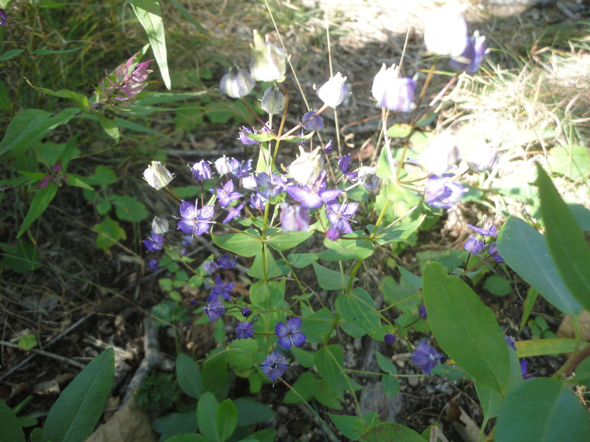 Image of Swertia tetrapetala var. wilfordii (A. Kern.) T. N. Ho