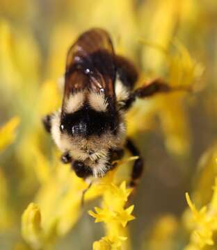 Image of Bombus vancouverensis Cresson 1879