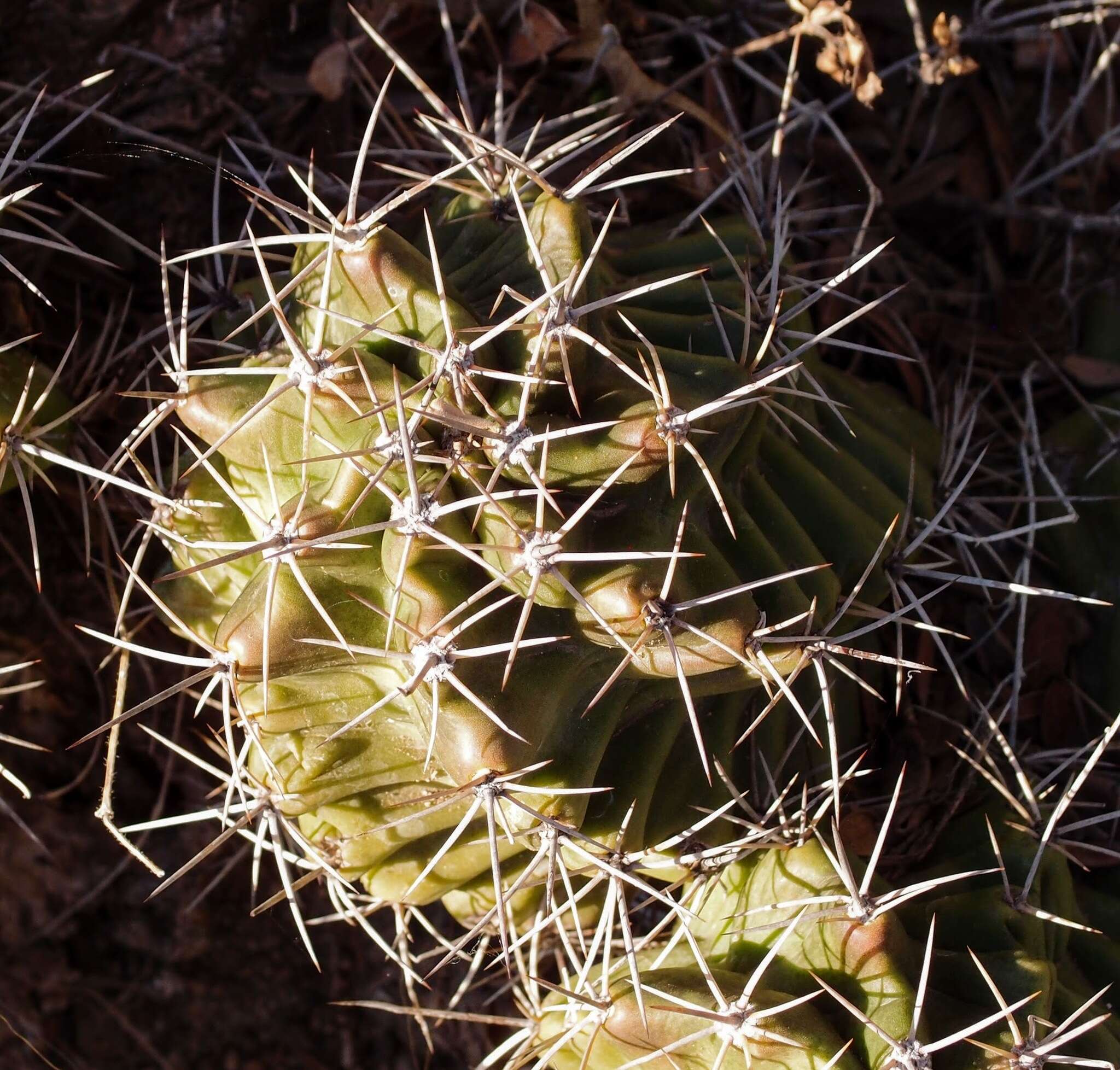 Image of Echinocereus coccineus subsp. transpecosensis