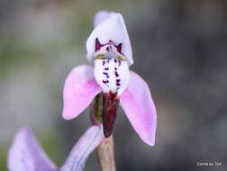 Image of Disa obliqua subsp. clavigera (Lindl.) Bytebier