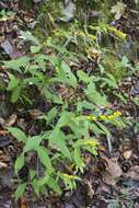 Image of mountain goldenrod