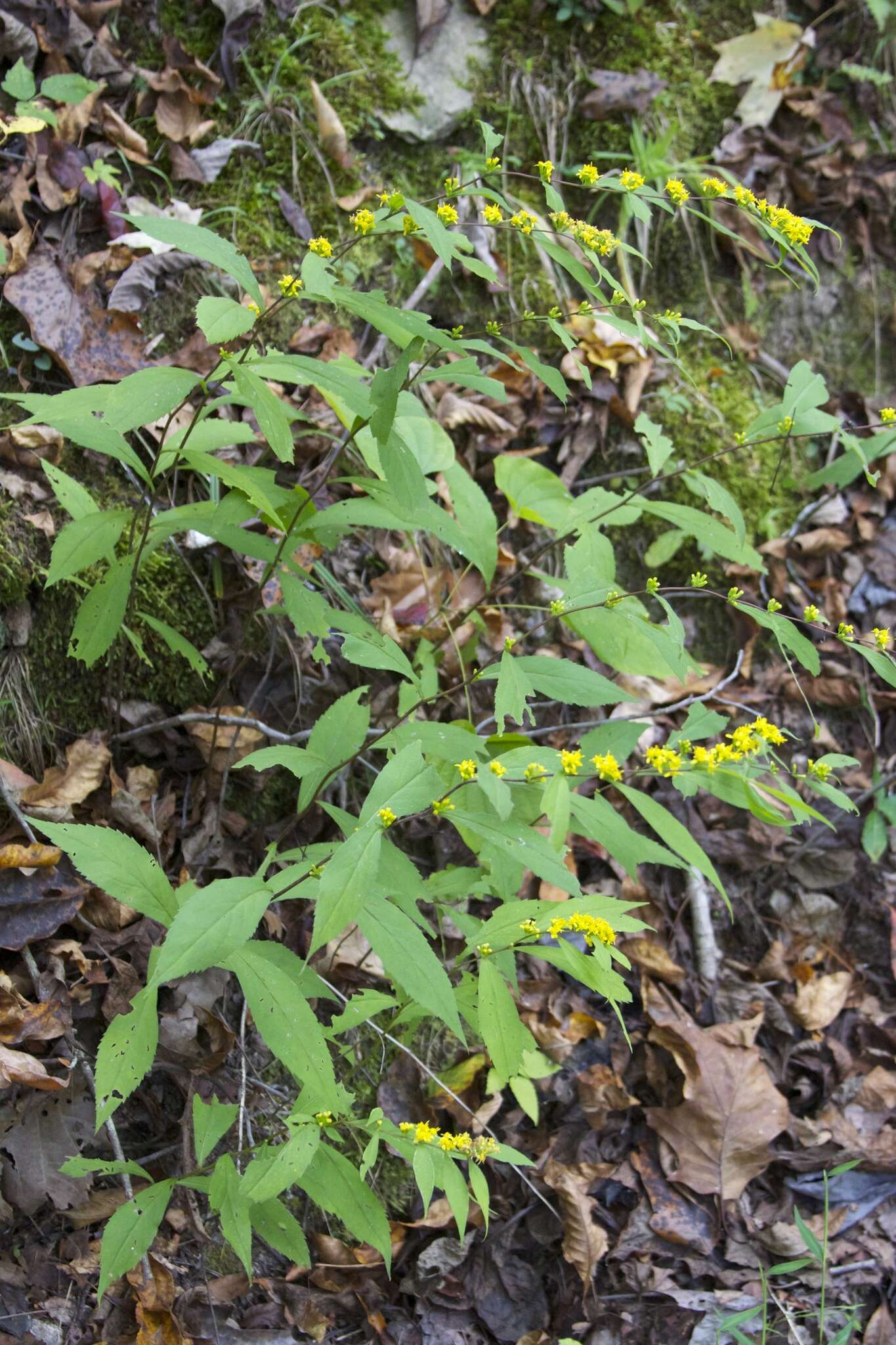 صورة Solidago curtisii var. flaccidifolia (Small) R. E. Cook & Semple