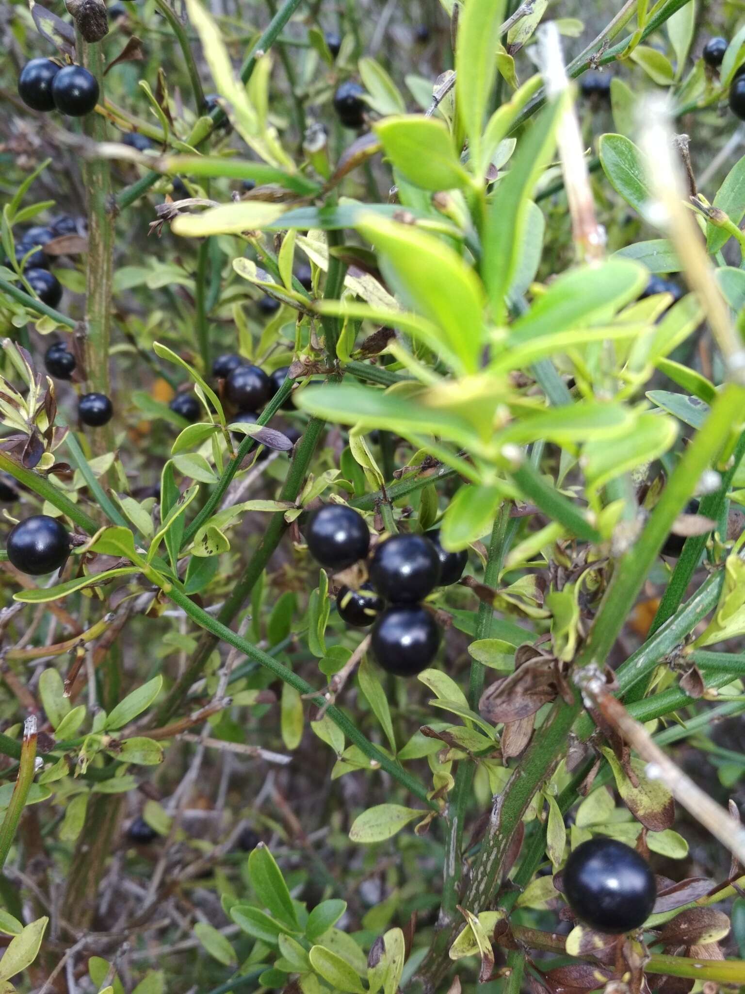 Image of Chrysojasminum fruticans (L.) Banfi