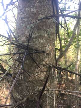 Image of water locust