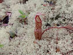 Image of Pitcher plant