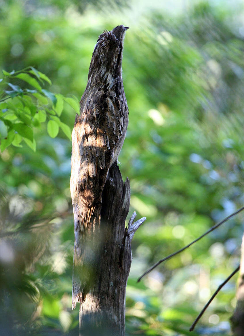 Image of Long-tailed Potoo