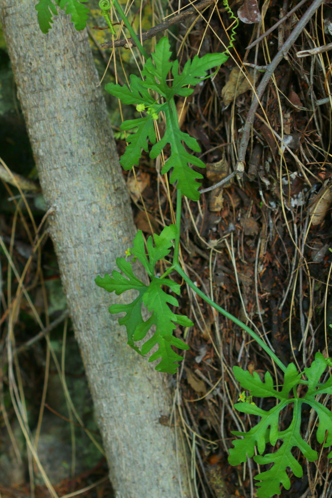 Image de Kedrostis africana (L.) Cogn.