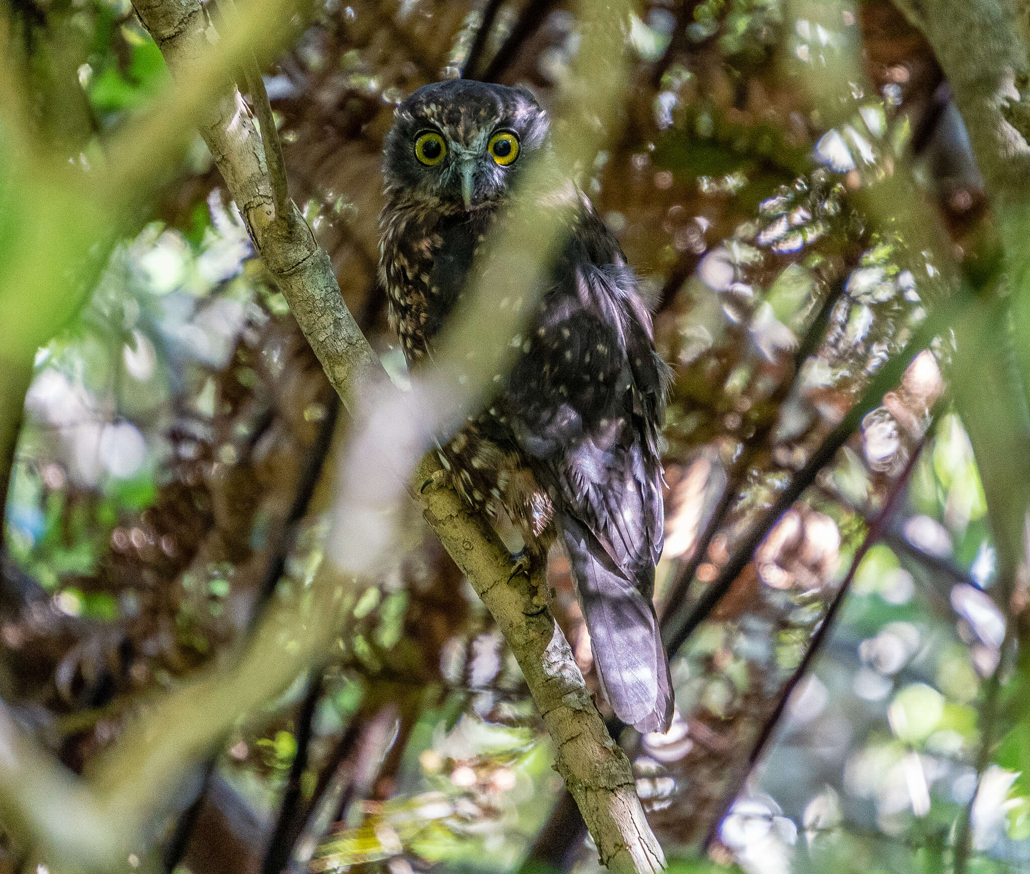 Image of Morepork