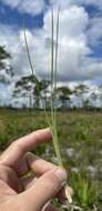 Image of Andropogon cumulicola