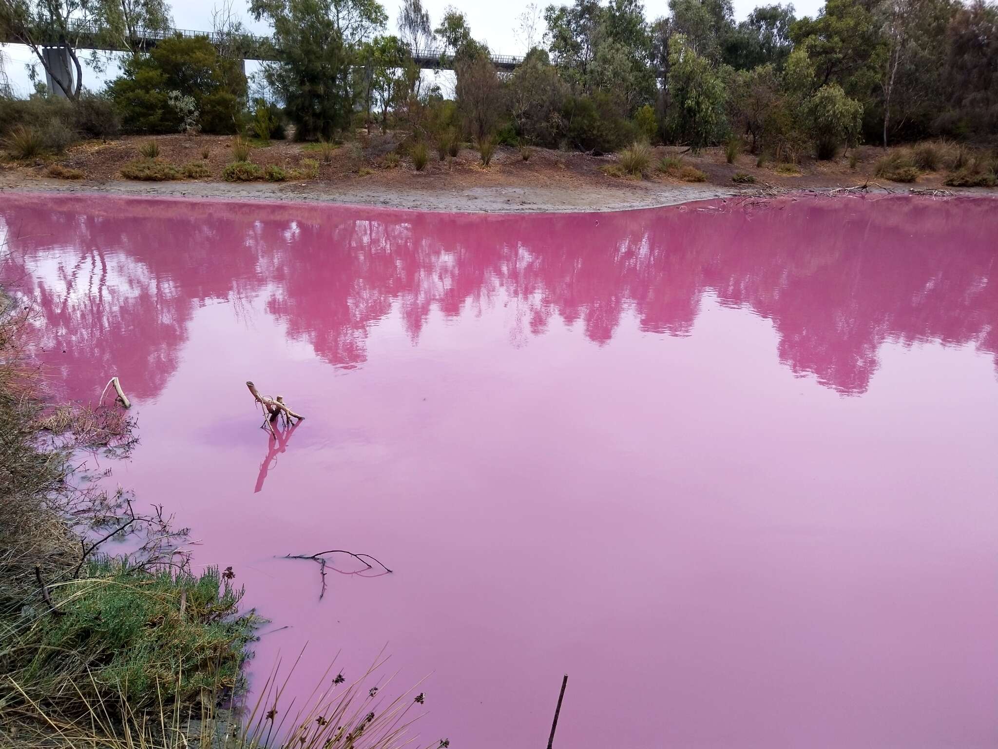 Image of Dunaliella salina