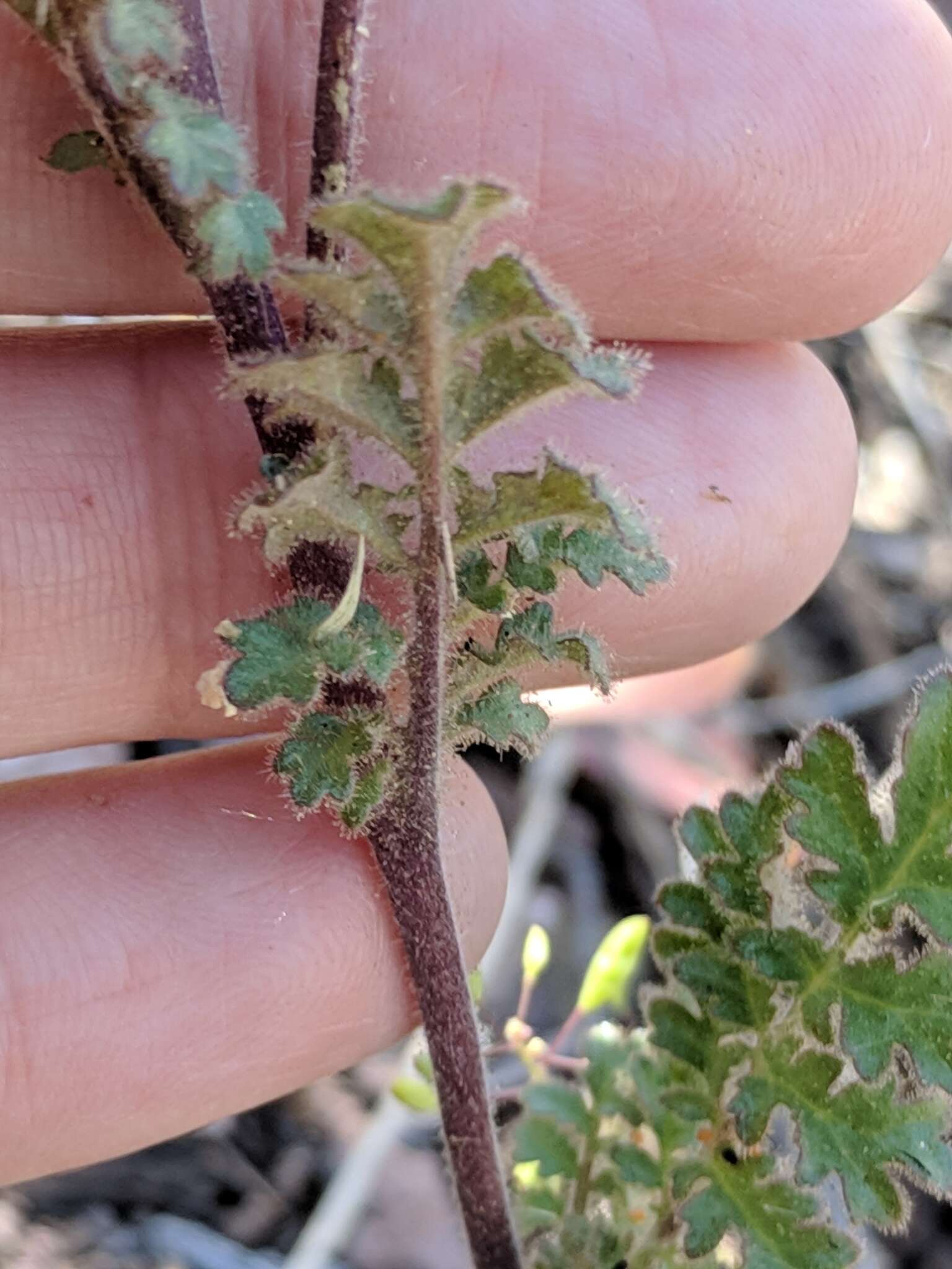 Image de Phacelia infundibuliformis Torr.