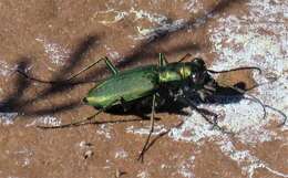 Image of Cicindela (Cicindelidia) nigrocoerulea nigrocoerulea Le Conte 1846