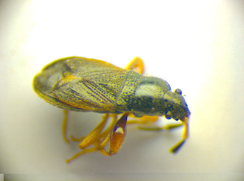 Image of <i><i>Megalonotus</i></i> (Megalonotus) <i>antennatus</i> (Schilling 1829)