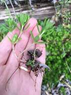 Image of stringy stonecrop