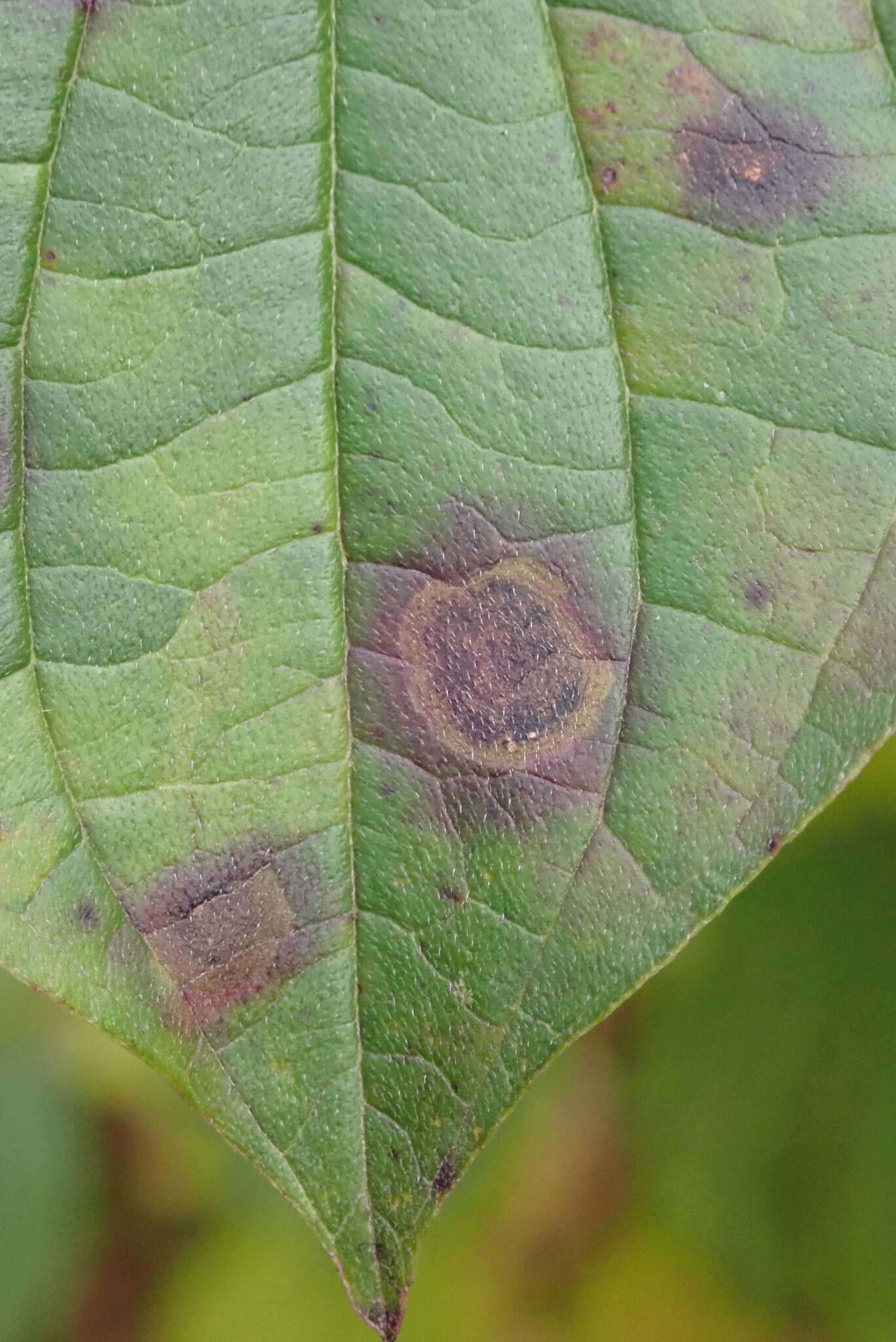 Image of Sphaerulina cornicola (DC.) Verkley, Quaedvl. & Crous 2013