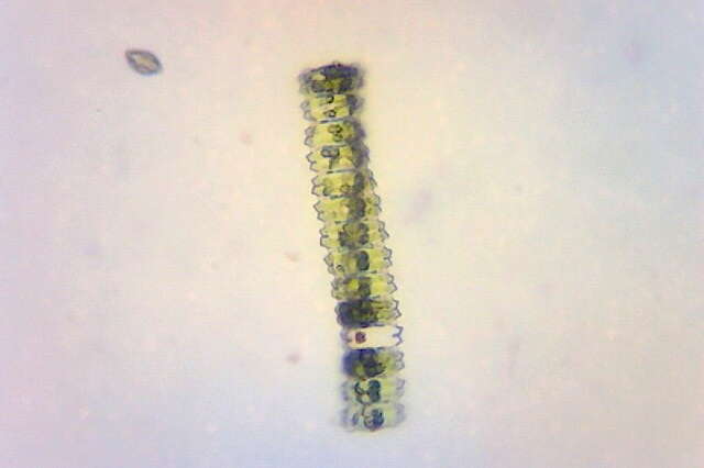 Imagem de Desmidium swartzii