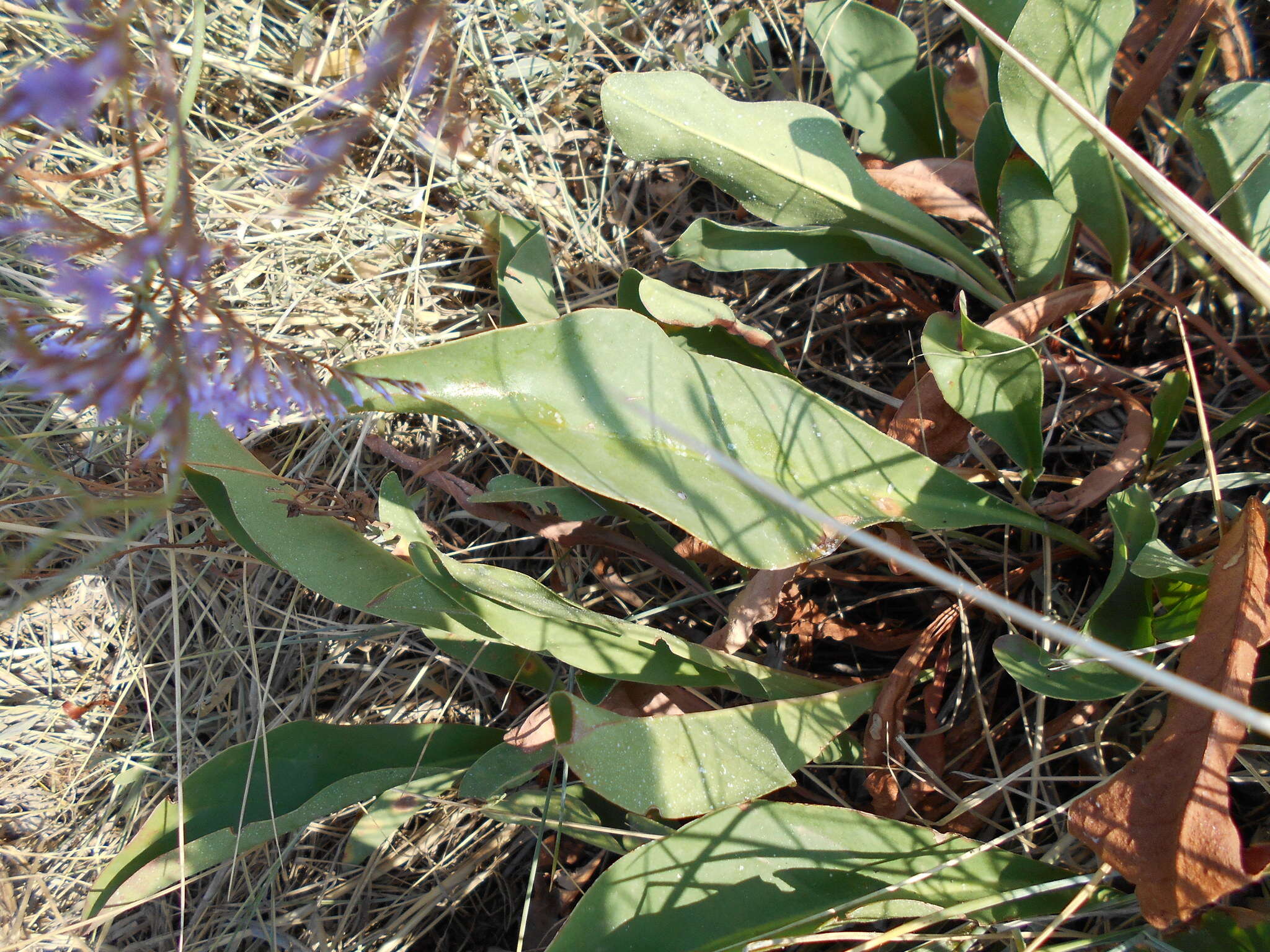 Plancia ëd Limonium narbonense Miller