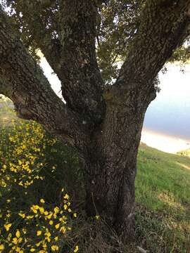 Image of Evergreen Oak