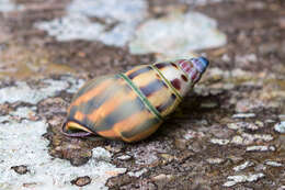 Image of <i>Amphidromus glaucolarynx</i>