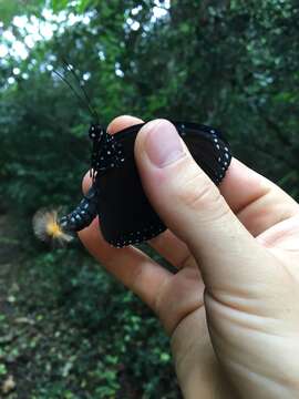 Euploea nemertes Hübner 1806 resmi