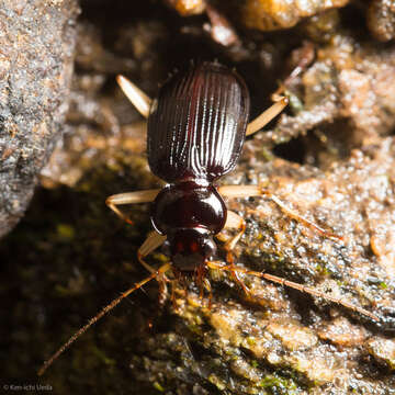 Image of Nebria (Reductonebria) pallipes Say 1823