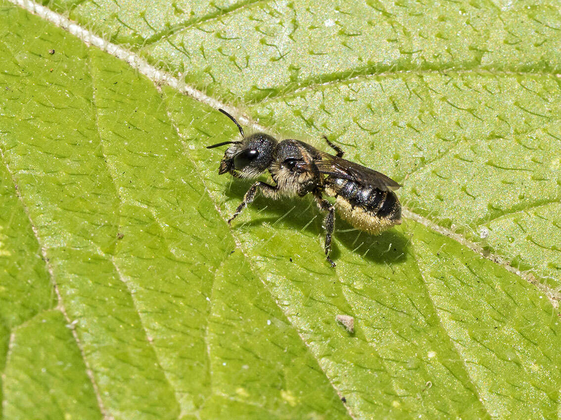 Image of Osmia niveata (Fabricius 1804)