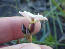 Image de Convolvulus bidentatus Bernh.