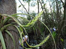 Image of leatherleaf airplant