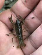 Cambarus bartonii (Fabricius 1798) resmi