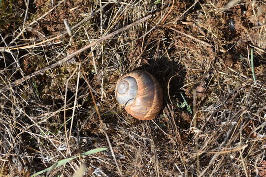 Image of Roman Snail