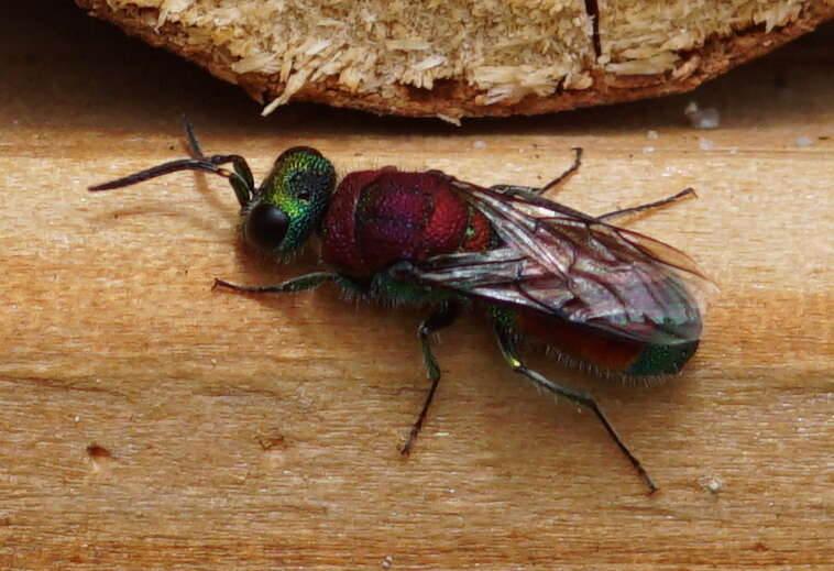 Image of Chrysis viridula L.