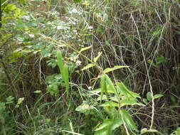 Image of white swallow-wort