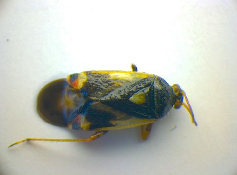 Image of <i>Polymerus unifasciatus</i> (Fabricius 1794)