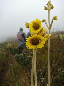 Image of Espeletia grandiflora Humb. & Bonpl.