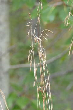 Plancia ëd Festuca altaica Trin.