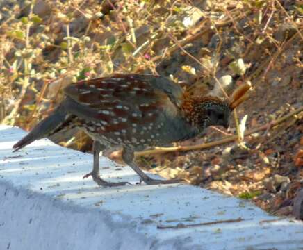 Image of Elegant Quail