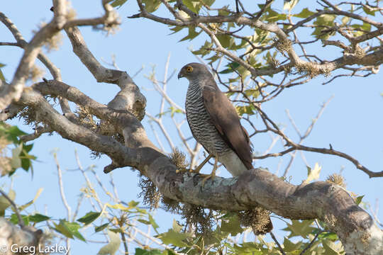 Image of Madagascan Sparrowhawk