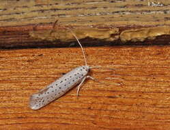 Imagem de Yponomeuta evonymella Linnaeus 1758