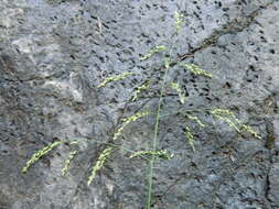 Image of Tall Manna Grass