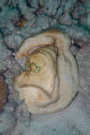 Image of bracket coral