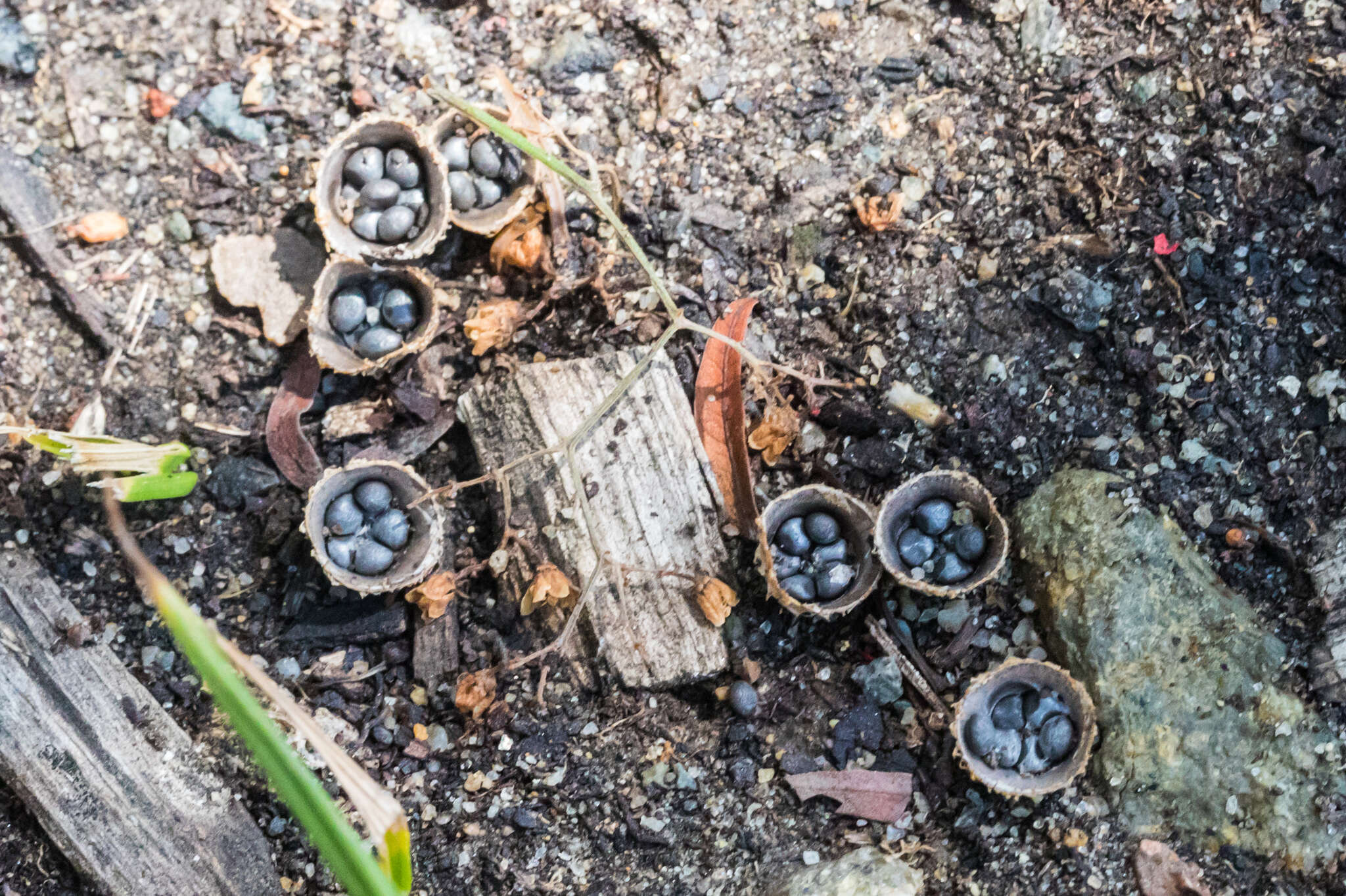 Слика од Cyathus stercoreus (Schwein.) De Toni 1888