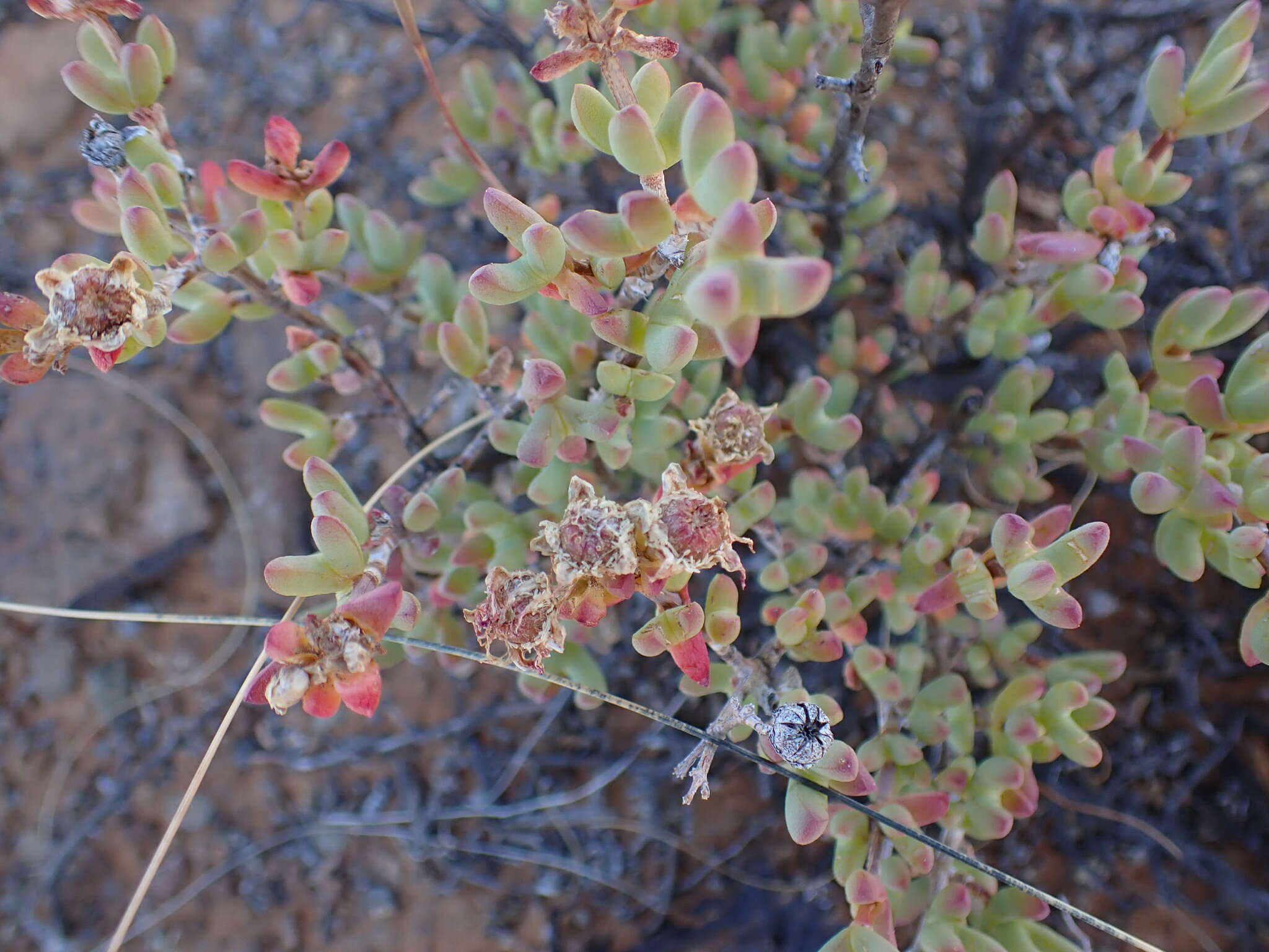 صورة Leipoldtia schultzei (Schlechter & Diels) Friedrich