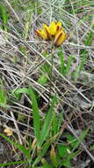 Image of spotted African cornlily